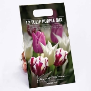 Tulip Purple mix £3.00