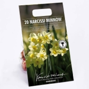 Narcissus Minnow £3.00