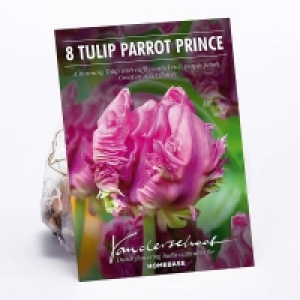 Tulip Parrot Prince £2.00