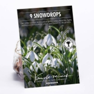 Galanthus Woronowii Plant Bulbs £2.00