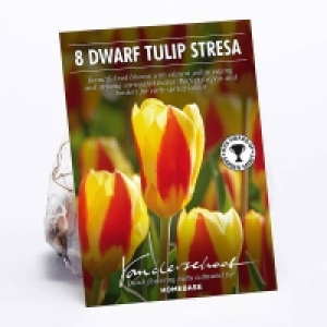 Tulip Stresa Flower Bulbs £2.00