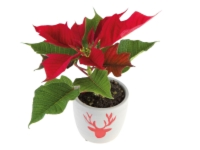 Mini Poinsettia with Pot