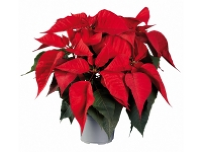 Medium Poinsettia