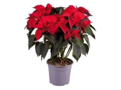 Large Poinsettia