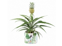 Lidl  Pineapple Plant in Tropical Pot
