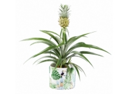 Pineapple Plant in Tropical Pot