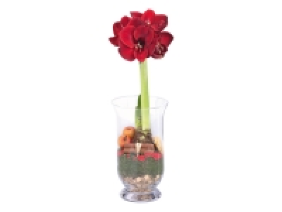 Amaryllis in Glass Vase £7.49