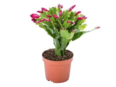 Lidl  Christmas Cactus