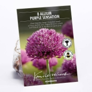 Allium Purple Sensation £2.00
