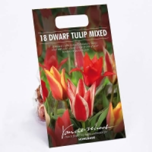 Dwarf Tulip mixed £3.00
