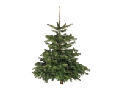 Fresh Cut Christmas Tree £17.99