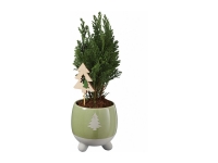 Lidl  Conifer in Festive Ceramic