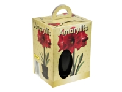 Lidl  Grow Your Own Amaryllis