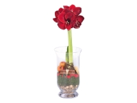 Lidl  Amaryllis In Glass Vase