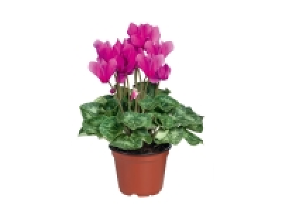 British Cyclamen