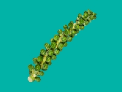 Brussels Sprout Tree
