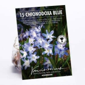 Chionodoxa luciliae Blue Flower bulbs £2.00