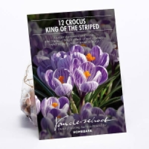 Crocus King of the Striped £1.00