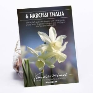 Narcissus Thalia £1.00