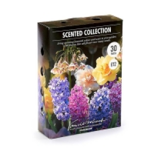 Scented Collection Garden Bulbs £3.00