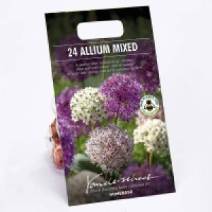 Miniature Allium Mixed £2.25
