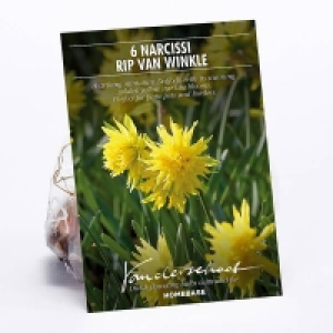 Daffodil Rip van Winkle £1.00