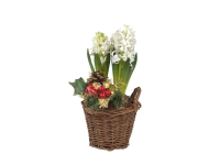 Lidl  Hyacinth in Basket
