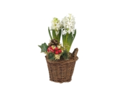 Hyacinth in Basket