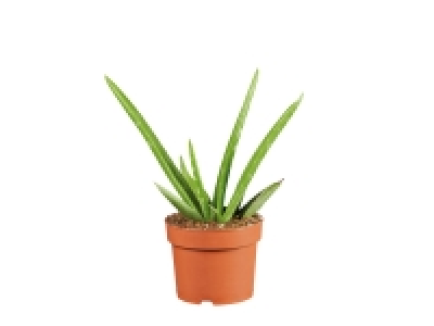 Aloe Vera £2.99