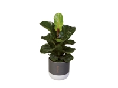 Assorted Easy Care Houseplants £5.99