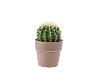 Cactus in Ceramic &pound;4.49