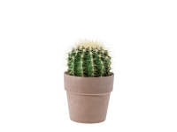 Lidl  Cactus in Ceramic