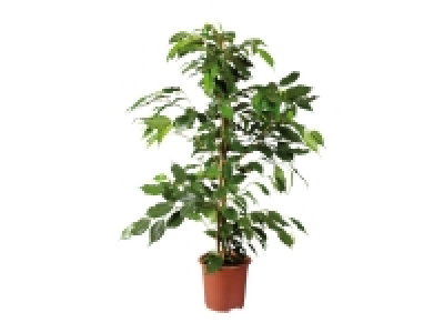 Green Houseplants £4.99