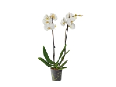 Twin Stem Orchid £7.99