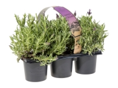 Lavender 3 Pack £3.99