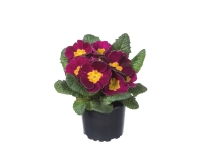 Primrose