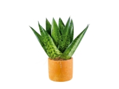 Easy care Plants
