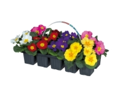 Primroses £3.49