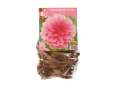 Lidl  Dahlia Bulbs