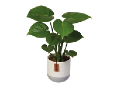 Assorted Easy Care Houseplants