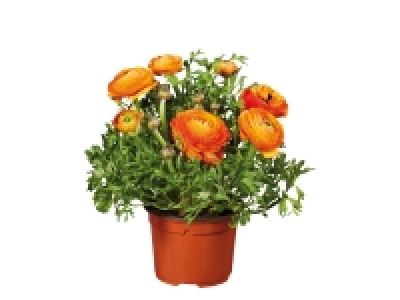 Ranunculus
