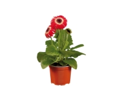 Gerbera