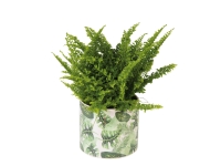 Lidl  Green Plants in Ceramic