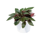 Lidl  Mini Succulents in Ceramic