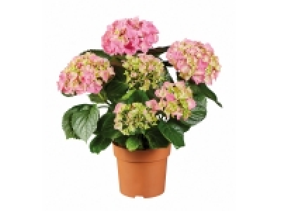 Hydrangea £6.99
