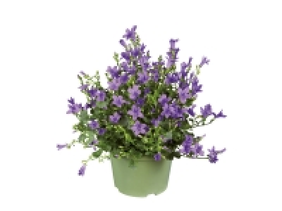 Campanula £3.29