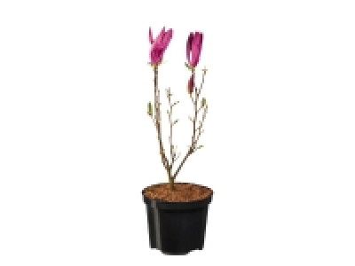 Magnolia £8.99