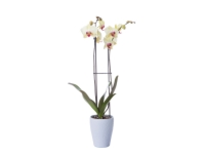 Lidl  Twin Stem Orchid in Ceramic