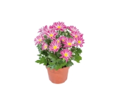 Chrysanthemum