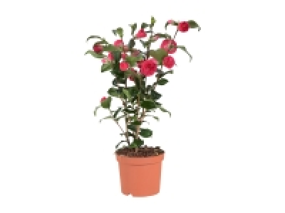 Lidl  Camellia